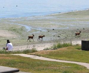 Three deer saunter along a beach at low tide in a Manchester park on the Kitsap.