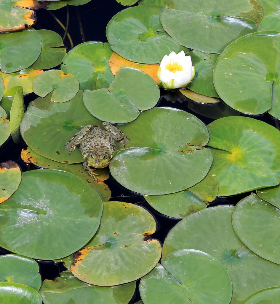 Frog and lily pads