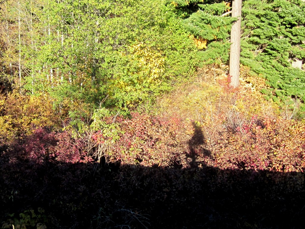 Casting a shadow onto trailside vegetation while riding the old railroad grade. 