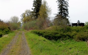 Pastures come to close proximity to Willapa Trail in Pacific County