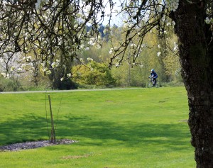 A cyclist passes trees blossoming trees at Neely Soames Homestead