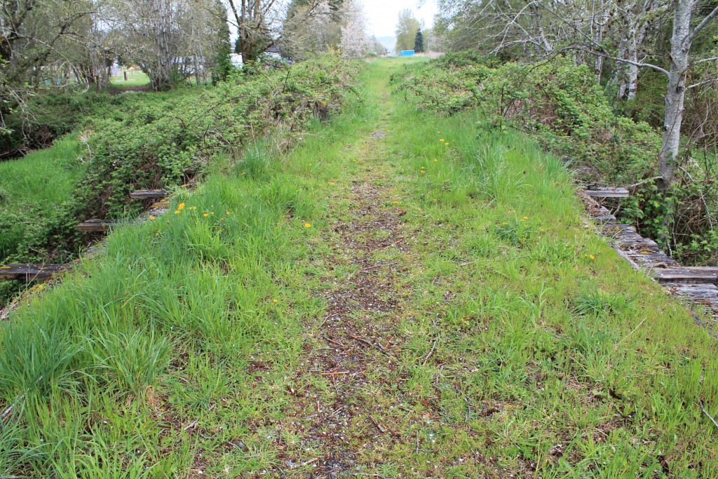 Typical section of Willapa Hills Trail near Pe Ell