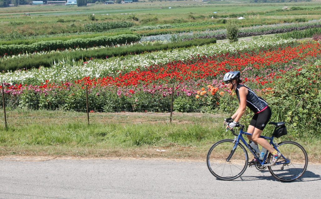 Tour de Peaks passed colorful flower-growing areas