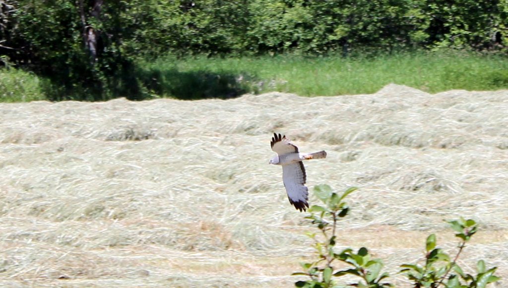 A hawk looks for dinner in a field next to trail.